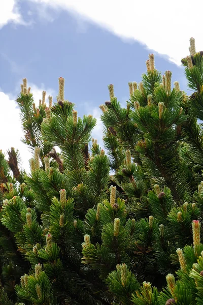 Pinus mugo característico en montaña — Foto de Stock