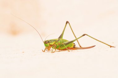 Kadın yeşil çekirge