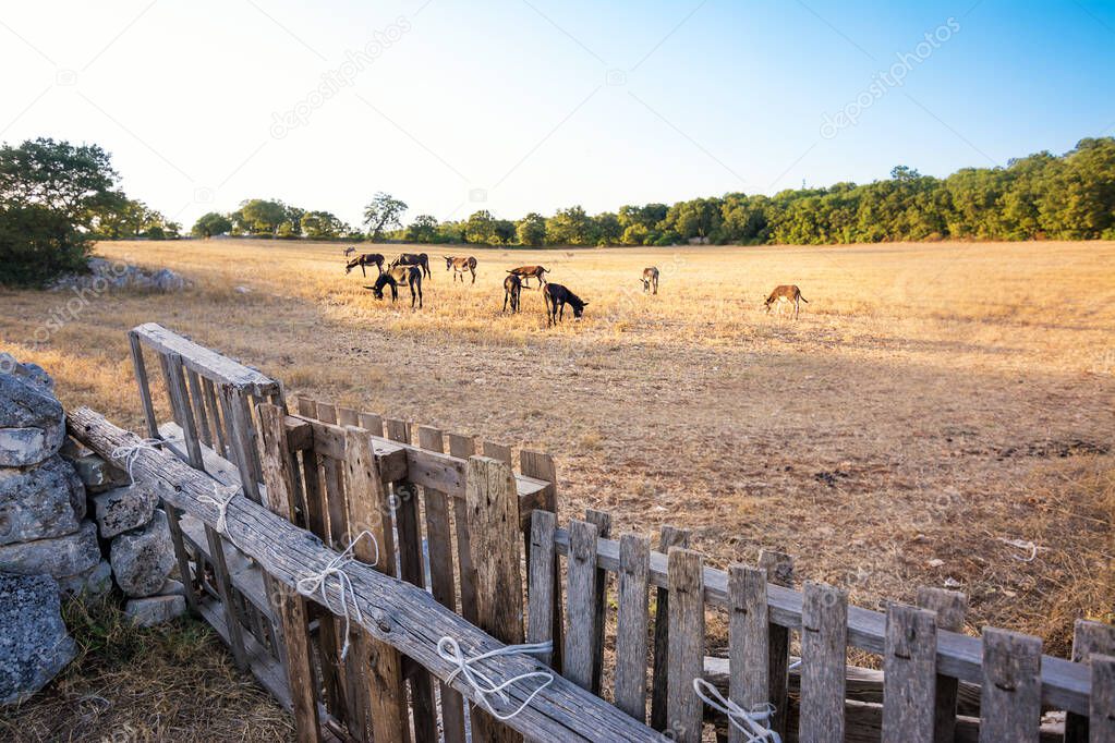 Herd of donkeys grazing in the huts of Martina Franca in Puglia (Italy)