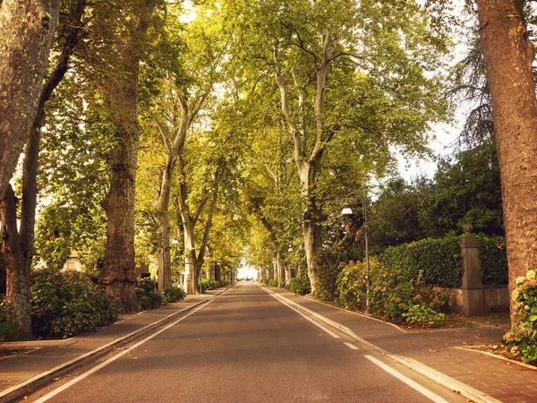 Avenue Bordée Arbres Dans Centre Bolsena Latium Italie — Photo