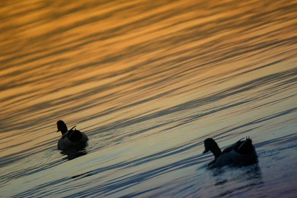 Canards Sur Lac Coucher Soleil — Photo