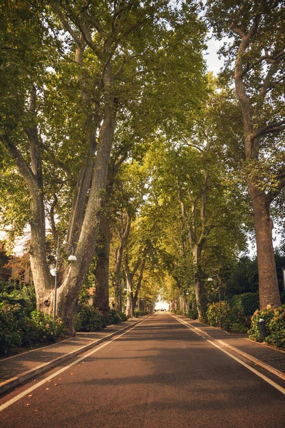 Tree Lined Avenue Center Bolsena Lazio Italy — Stock Photo, Image