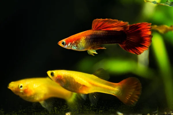 Guppys Sötvattensakvarium Med Gröna Vackra Planterade Tropiska Fisk Sötvattensakvarium Med — Stockfoto