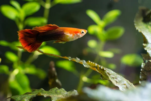 Guppys Sötvattensakvarium Med Gröna Vackra Planterade Tropiska Fisk Sötvattensakvarium Med — Stockfoto