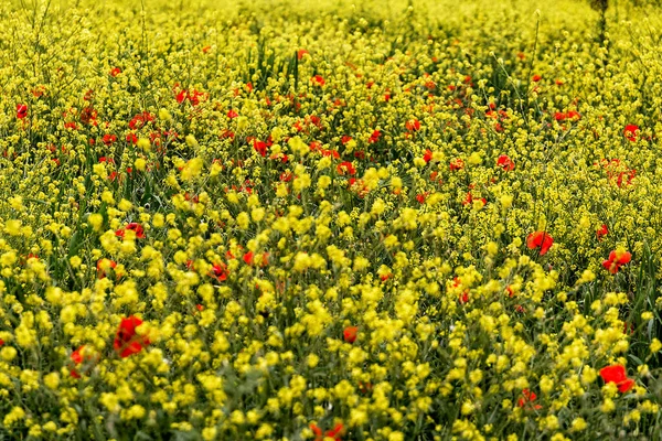 Papoulas Flores Amarelas Campo Primavera — Fotografia de Stock
