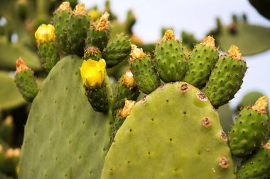 Meyveli ve sarı çiçekli dikenli armut bitkisi