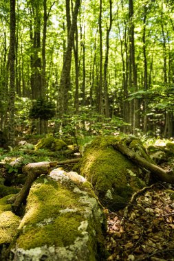 Yosun ve kayın ormanlı kayalar.