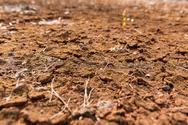 Arid Land Cracked Drought — Stock Photo, Image