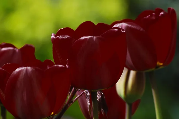 Tulipanes negros — Foto de Stock