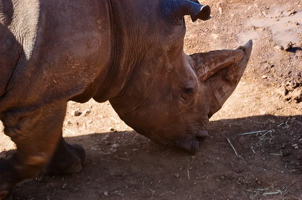 Rhinoceros — Stock Photo, Image