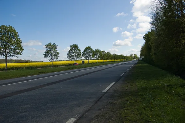 Running through  the rapeseed — Stock Photo, Image