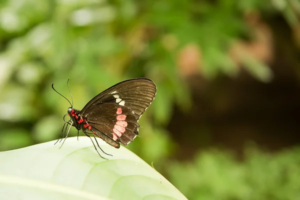 Tropical butterfly: Parides Iphidamas — ストック写真