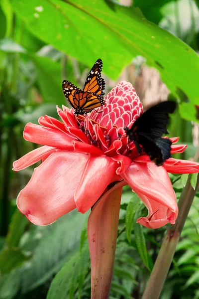 Mariposa tropical: Danaus Plexippus —  Fotos de Stock