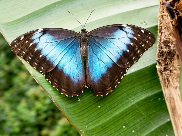 Tropical butterfly: morpho peleides — ストック写真