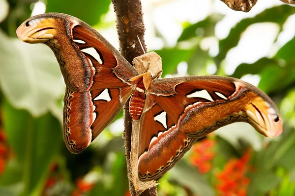 Tropical moth: Attacus Atla — Zdjęcie stockowe