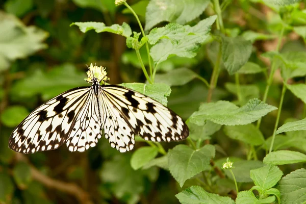 Tropical moth: Idea Leuconoe — ストック写真