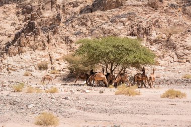 Kayalık bir uçurumun altındaki ağacın gölgesinde dinlenen dromedari sürüsü.
