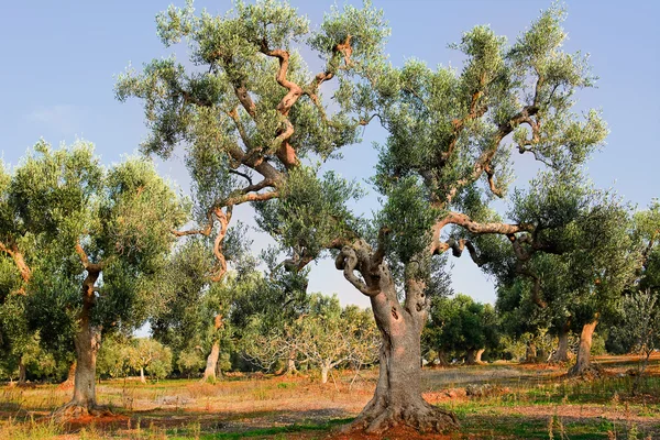 Olijf boom in Apulië platteland (Italië) — Stockfoto