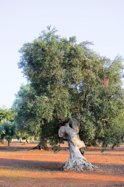 Zeytin ağacı (Italya apulia kırsalında)