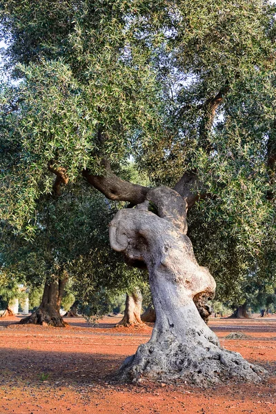 Olijf boom in Apulië platteland (Italië) — Stockfoto