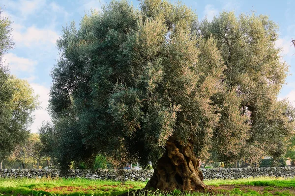 Olivo en el campo de Apulia (Italia) ) — Foto de Stock