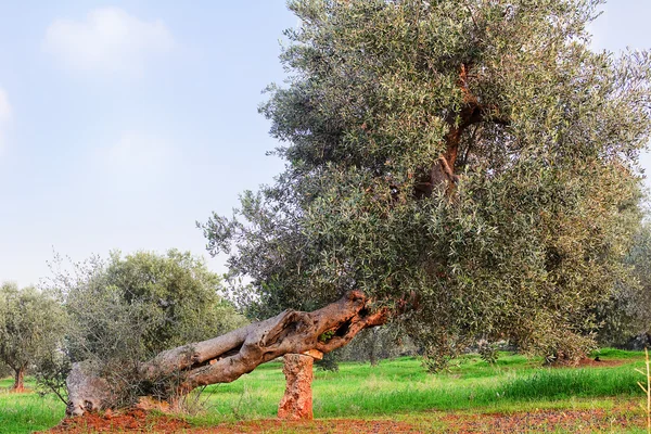 Olijf boom in Apulië platteland (Italië) — Stockfoto
