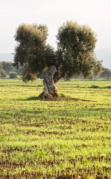 Olijf boom in Apulië platteland (Italië) — Stockfoto