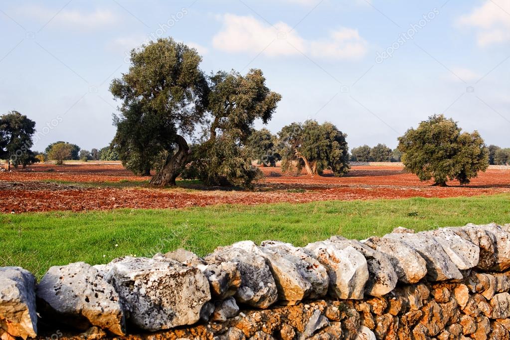 Olive tree in apulia countryside (Italy)