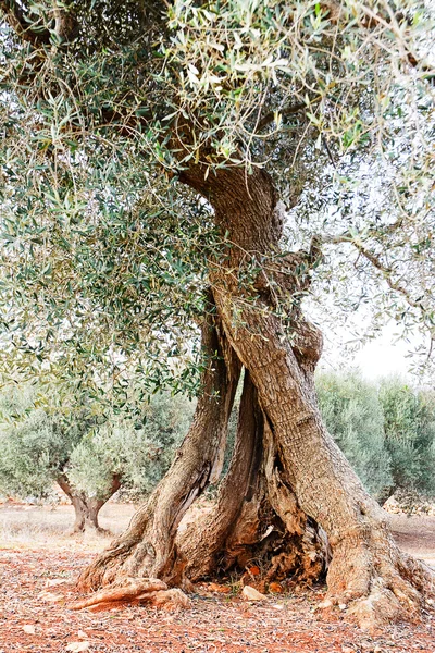 Olijf boom in Apulië platteland (Italië) — Stockfoto