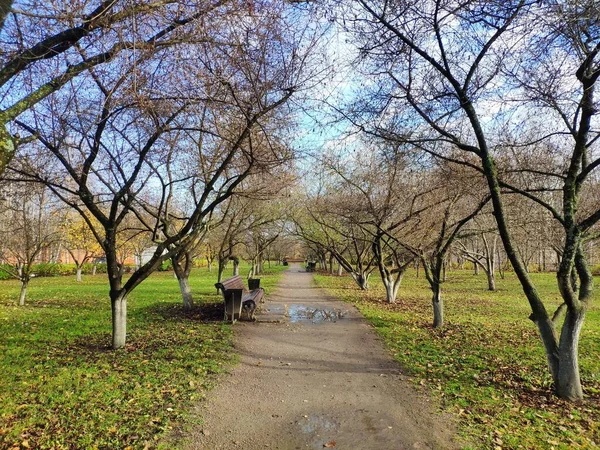 Verlassener Apfelgarten im Herbst, Apfelbäume mit umgefallenen Blättern, leere Bänke am Weg durch den Park — Stockfoto