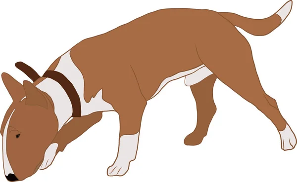 Terrier toro marrón. el perro está siguiendo el rastro — Vector de stock