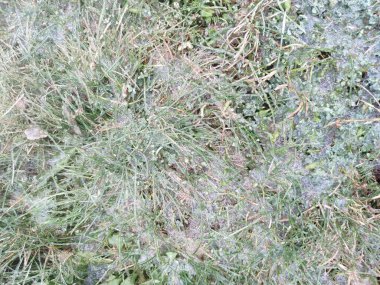 Donmuş ot. Çimenler bir buz tabakasıyla kaplıdır.