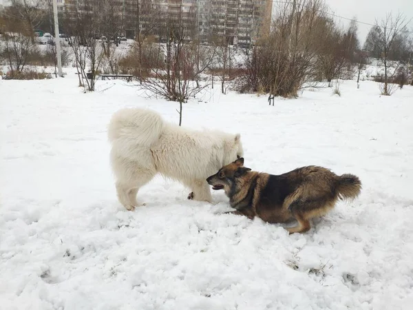 Zwei Hunde spielen im Schnee. Samthündin Laika und Mischlingshund spielen zusammen — Stockfoto