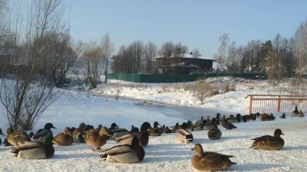 Люди кормят диких уток на берегу пруда зимой. уход за городскими птицами зимой — стоковое видео