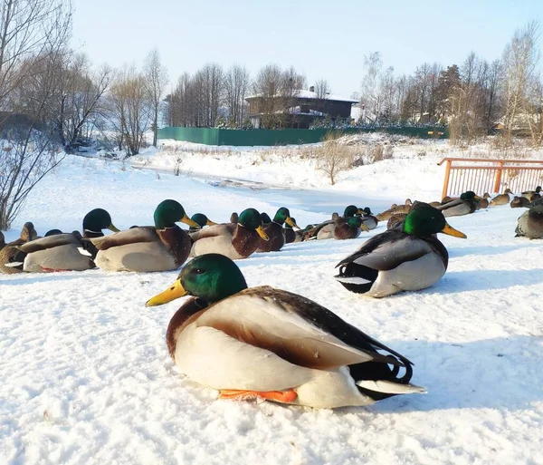 city ducks on the snow-covered shore of the pond in winter. urban birds on the snow. Anas platyrhynchos ducks