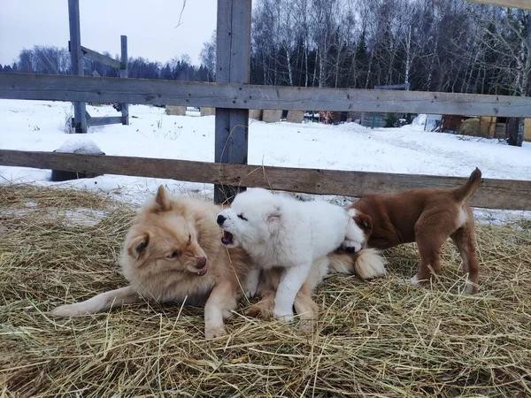 Due cuccioli Alabai giocano con un cane randagio adulto. cane e cuccioli giocare a combattere e mordere l'un l'altro — Foto Stock