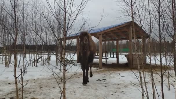 Baktrianský velbloud. Blíží se k němu dva hrbatí velbloudi. velbloud ve sněhu v zimě. Camelus bactrianus — Stock video