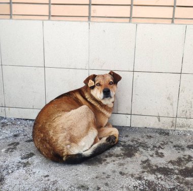 Kulağında etiket olan başıboş bir köpek. Hayvan kısırlaştırıldı. Başıboş hayvan nüfusunun kontrolü