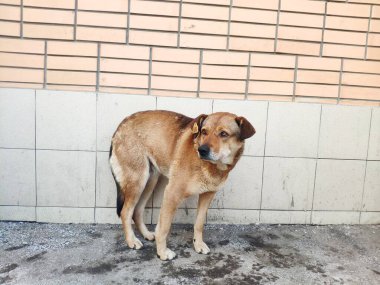 Kulağında etiket olan başıboş bir köpek. Etikete göre hayvan kısırlaştırılmış. Sokak hayvanlarının nüfusunu kontrol etmek için devlet programı