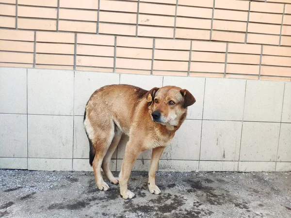 귀에 표가 붙어 있는 떠돌이 개. 꼬리표를 보니 그 동물은 성 장 한 것이었다. 주 (州) 계획 - 길잃은 동물들의 개체 수 조절을 위한 계획 — 스톡 사진