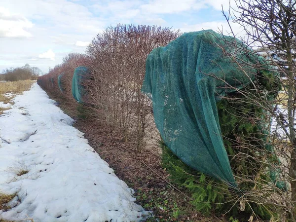 Coniferous trees are protected from the sun by a shading net in winter. plant protection from burnout — Stock Photo, Image