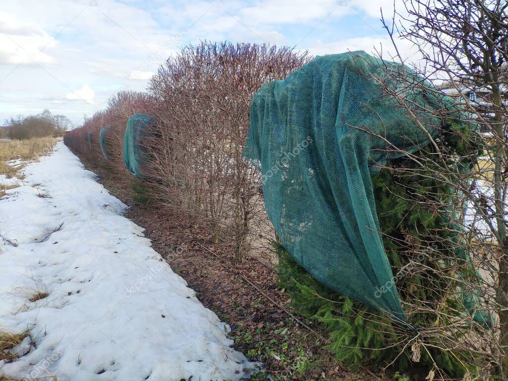 Coniferous trees are protected from the sun by a shading net in winter. plant protection from burnout