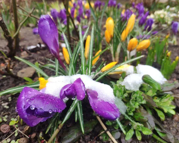 Flores de croco são cobertas com neve caída. gotas de neve na neve. plantas congeladas no jardim, murcha e morte de flores — Fotografia de Stock