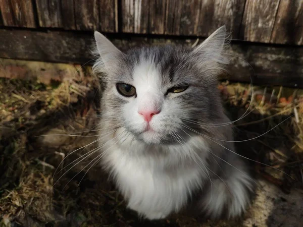 striped gray fluffy cat with a white muzzle squints in the sun. Pretty cat