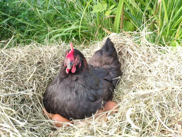 Găina eclozează oul într-un cuib. Pui negru pe un cuib de iarbă uscată — Fotografie, imagine de stoc