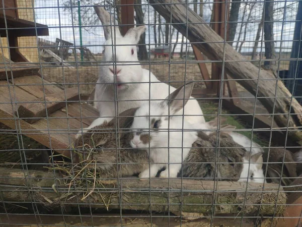 Roliga kaniner i en bur. Mamma Bunny och de små hararna. gatuhållning av kaniner på en gård — Stockfoto