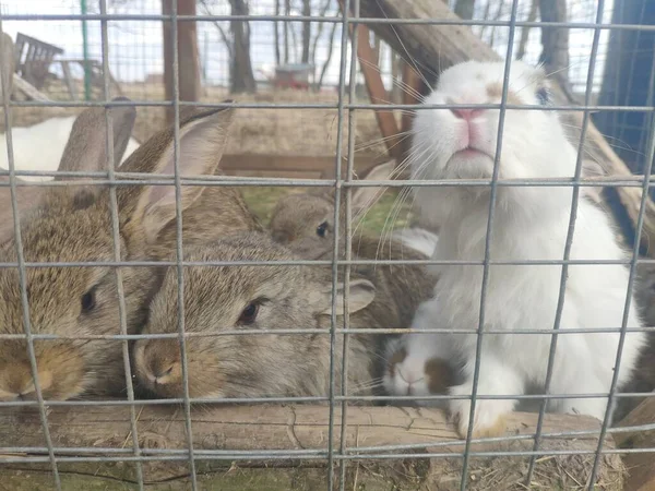 Roliga kaniner i en bur. Mamma Bunny och de små hararna. gatuhållning av kaniner på en gård — Stockfoto