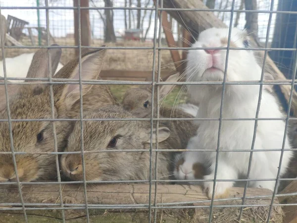 Conejos divertidos en una jaula. Mamá Bunny y las liebres. mantenimiento de la calle de conejos en una granja — Foto de Stock