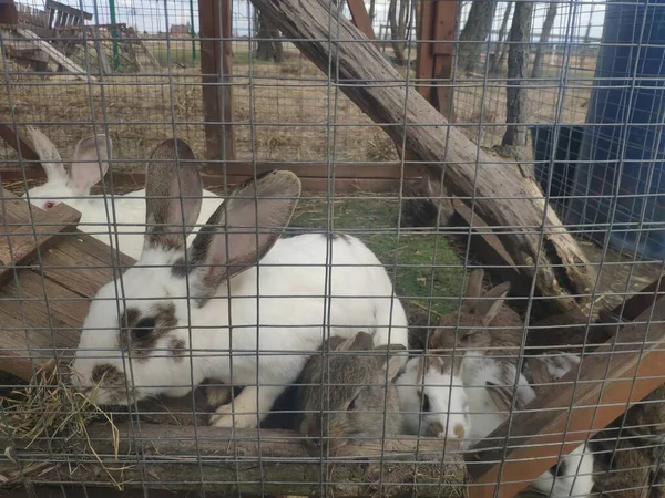 Směšní králíci v kleci. Mamka Bunny a malí zajíci. pouliční chov králíků na farmě — Stock fotografie