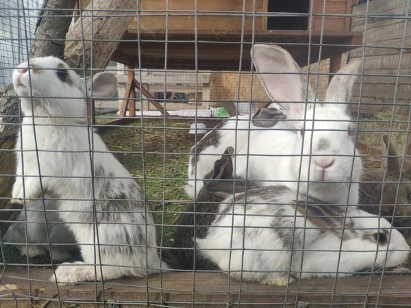 Roliga kaniner i en bur. Mamma Bunny och de små hararna. gatuhållning av kaniner på en gård — Stockfoto